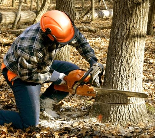 Tree Removal in Weatherford, TX